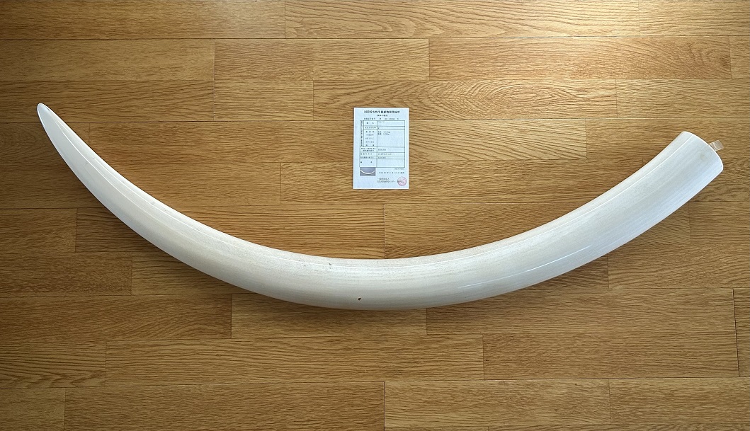 zougeg01